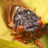 Brood X is coming: Billions of cicadas set to swarm parts of 15 states, DC in just a few weeks