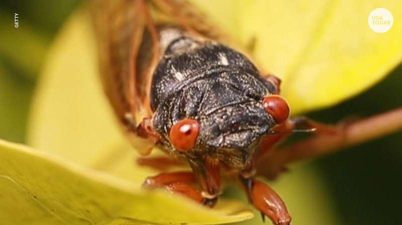 Brood X is coming: Billions of cicadas set to swarm parts of 15 states, DC in just a few weeks