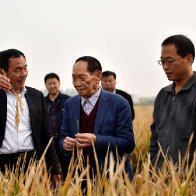 China's Yuan Longping dies; rice research helped feed world