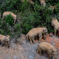 Don’t gawk or give food: Wandering elephants near China city