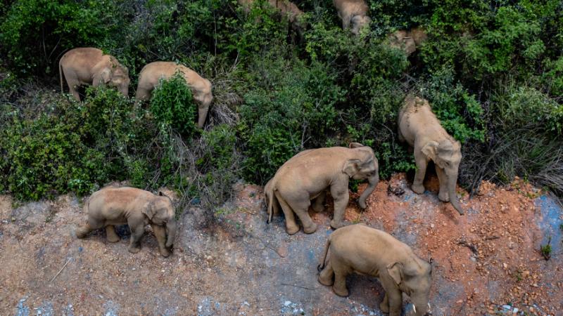 Don’t gawk or give food: Wandering elephants near China city