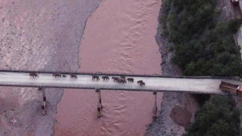 China's wandering elephants may finally be heading home