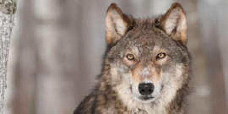 Wolf Symbolism: The Spiritual Meaning Of Seeing Wolves