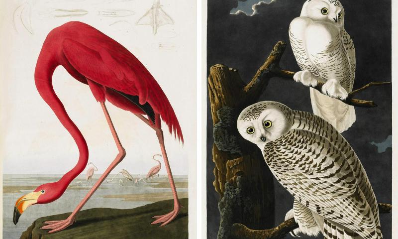 US conservation group to drop Audubon name over 'pain' caused by slaveholder