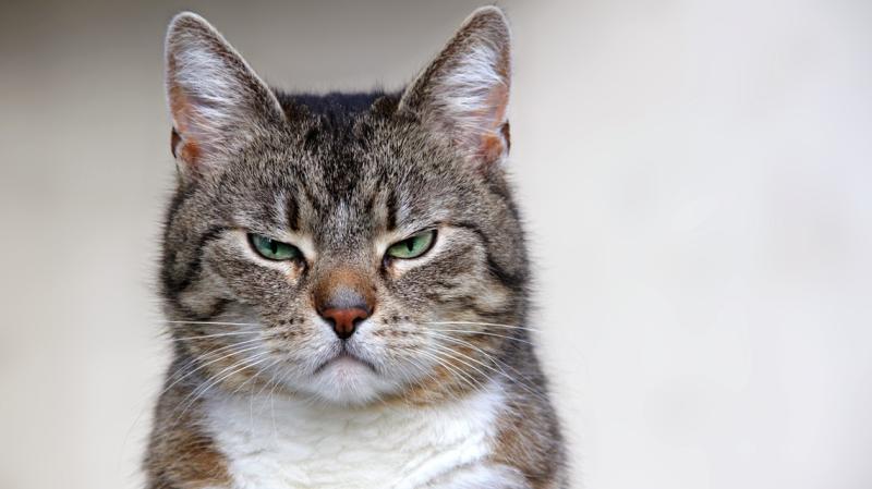 New research says cats may be psychopaths | thv11.com