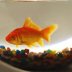 Ben-Gurion University researchers teach goldfish to drive
