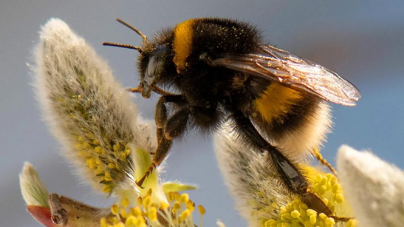California court rules a bumblebee is a fish under environmental law
