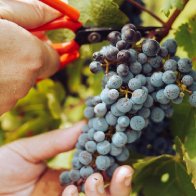Eating grapes can help protect against sunburns, skin cancer: study