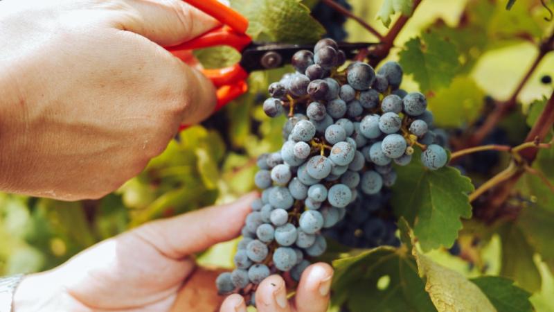 Eating grapes can help protect against sunburns, skin cancer: study
