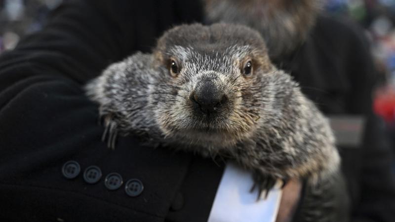 2024 Groundhog Day: Punxsutawney Phil did not see shadow, predicts for early spring  - ABC7 San Francisco