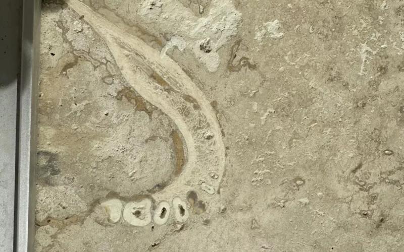 Human Jawbone Found Embedded Into Tile by Couple Renovating Bathroom