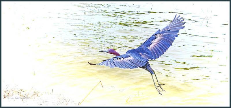 Avian Dancer on Creative Arts Three Day Weekend.