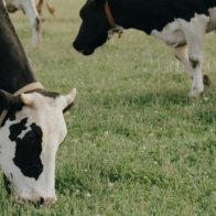 America's dairy farms disappearing amid rising costs, pricing issues