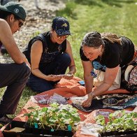 News of the weird: Food sovereignty movement sprouts as bison return to indigenous communities 