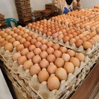 Egg Prices Plummet