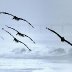 Toronto urges residents to cut night lights to save millions of migratory birds 