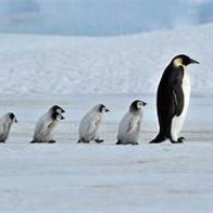The Problem of Induction - N+1 and Penguins