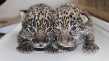 jaguar twins.jpg