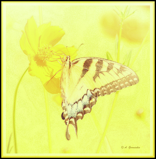6tigerswallowtailbutterflyoncosmosfloweragurmankin.jpg