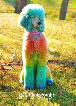 poodlecolored2.jpg