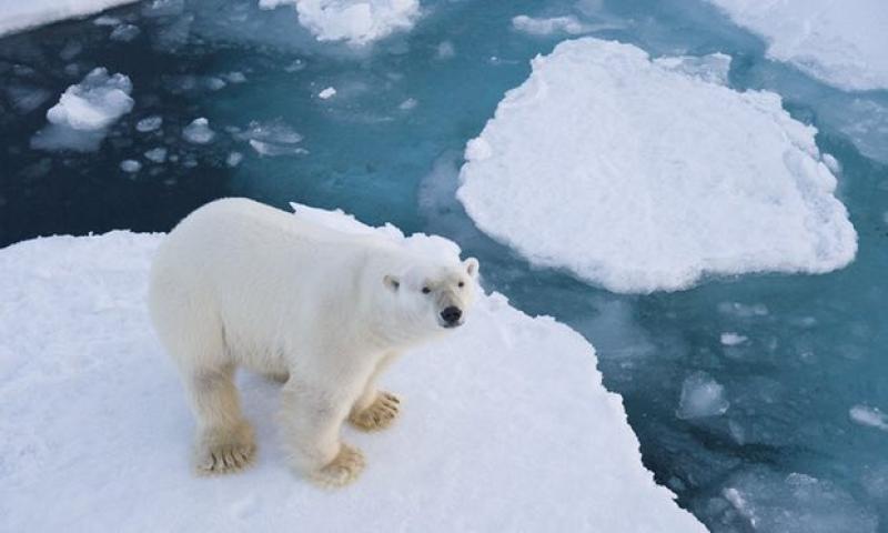 polar bear.jpg