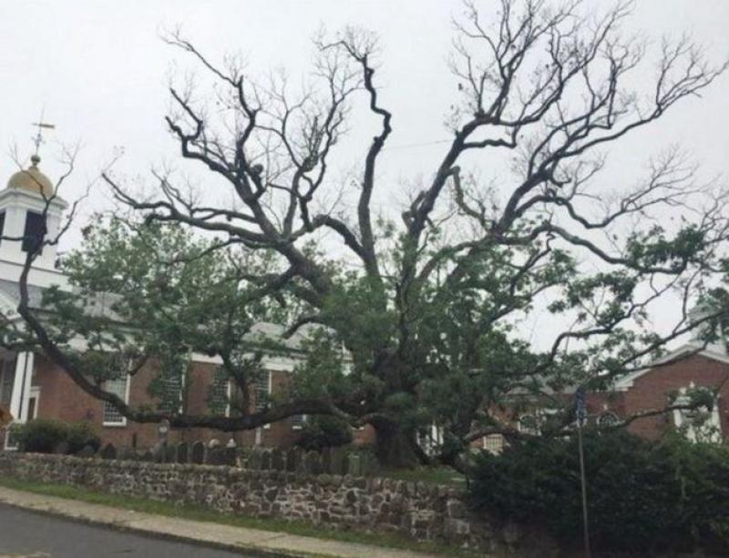 washington oak.jpg