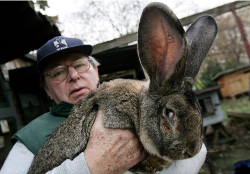 giant bunny.jpg