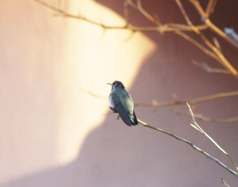 A Humingbird.jpg