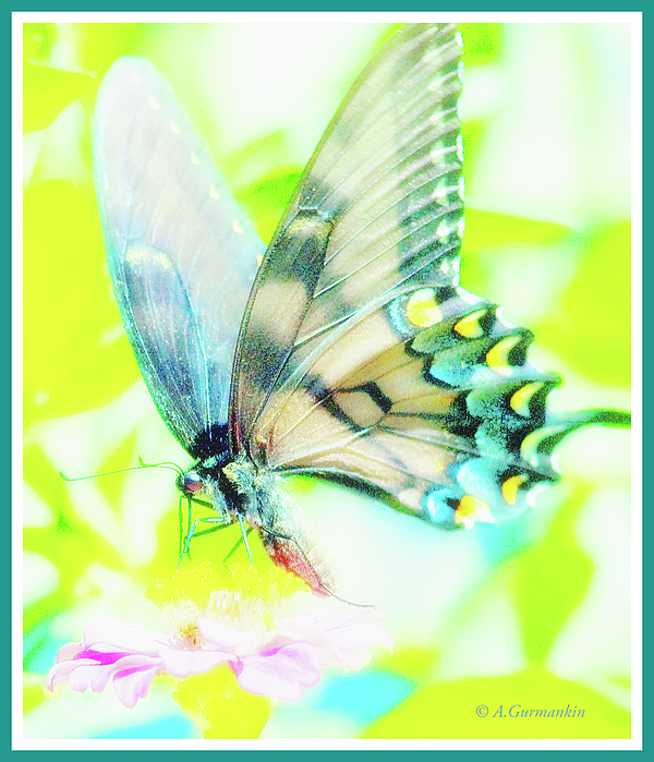 swallowtailbutterflyagurmankin.jpg