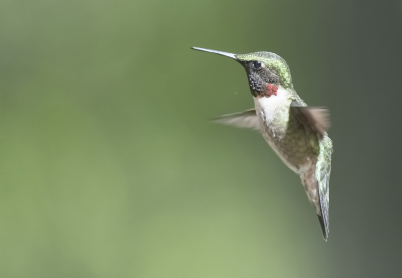 uigag_hummingbird17.29 copy.jpg