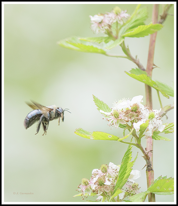 pollencoveredbumblebeemultifloraroseagurmankin.jpg