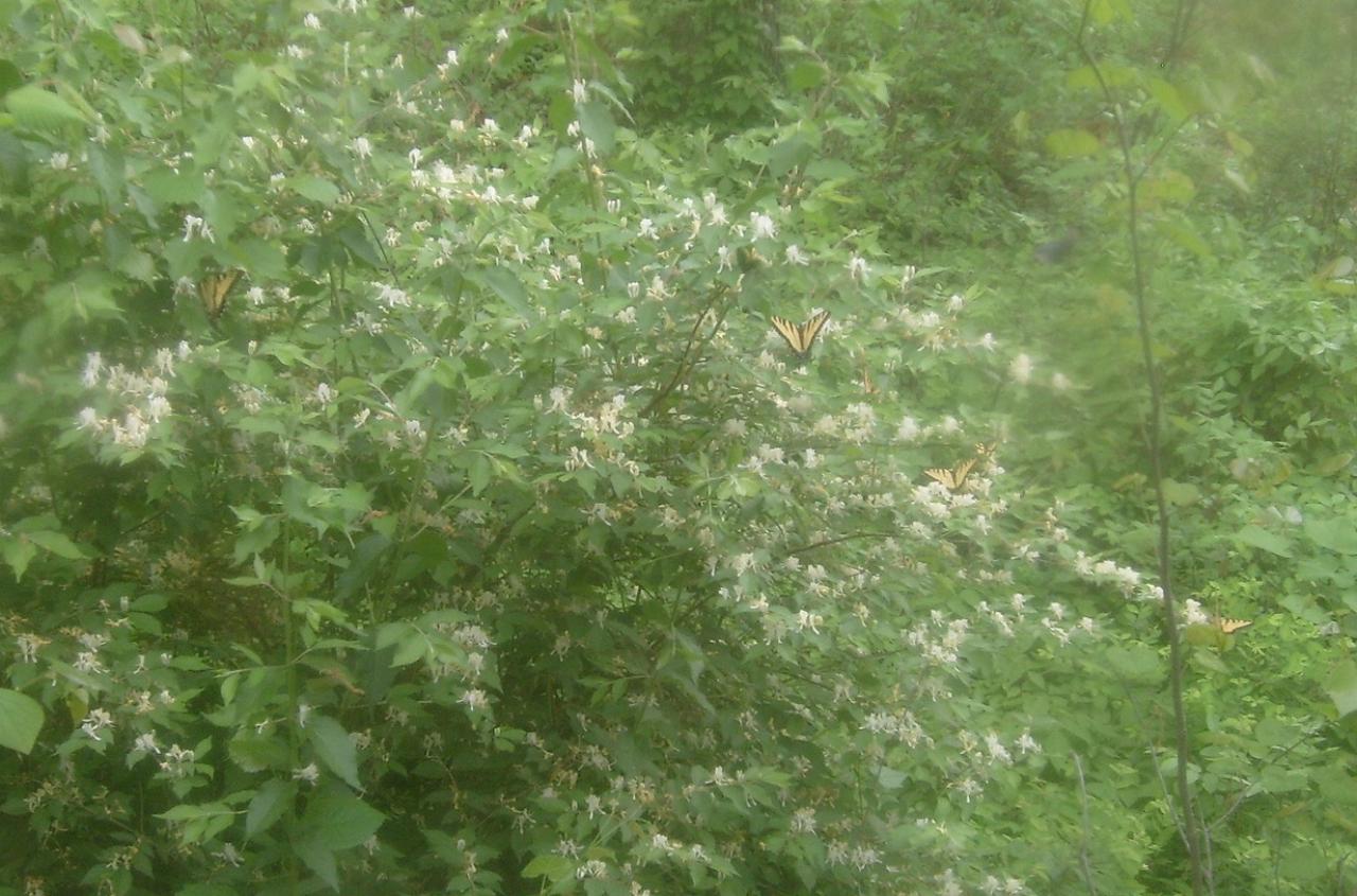butterfly bush.jpg