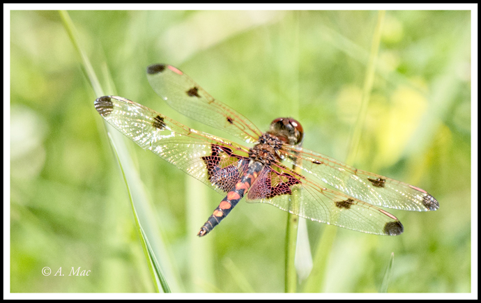 dragonfly_smallAGU6264.jpg