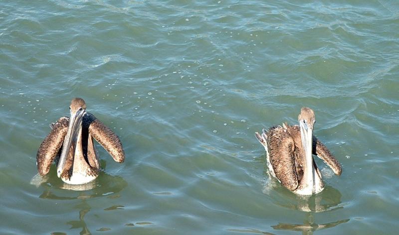 pelicans 1.jpg