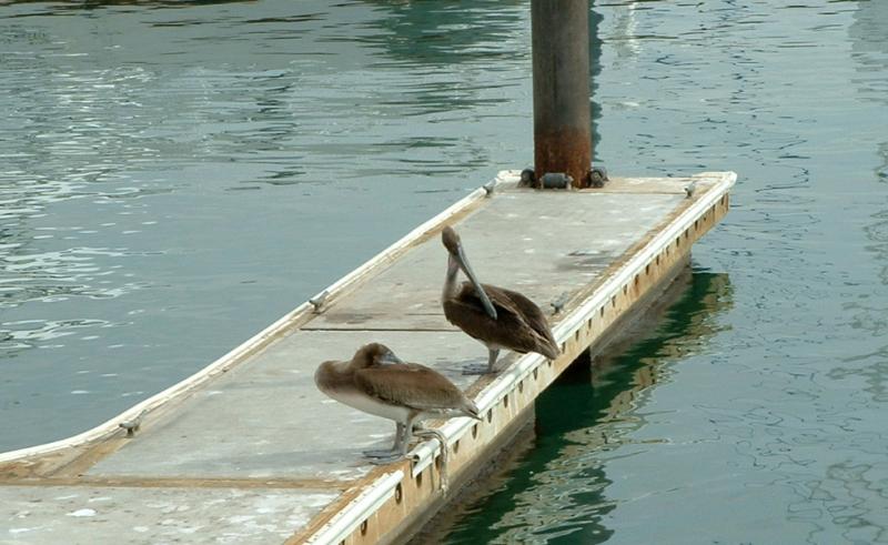 pelicans 3.jpg