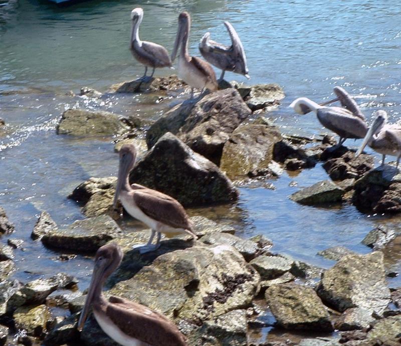 pelicans 5.jpg