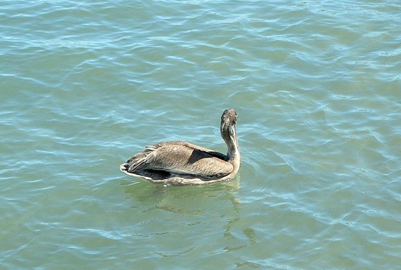 pelicans 6.jpg