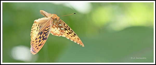 greatspangledfritillarybutterflyinflightagurmankin.jpg