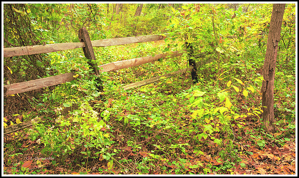 woodenfenceinautumnagurmankin.jpg