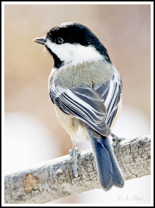 chickadee_16.7smAGA0386.jpg