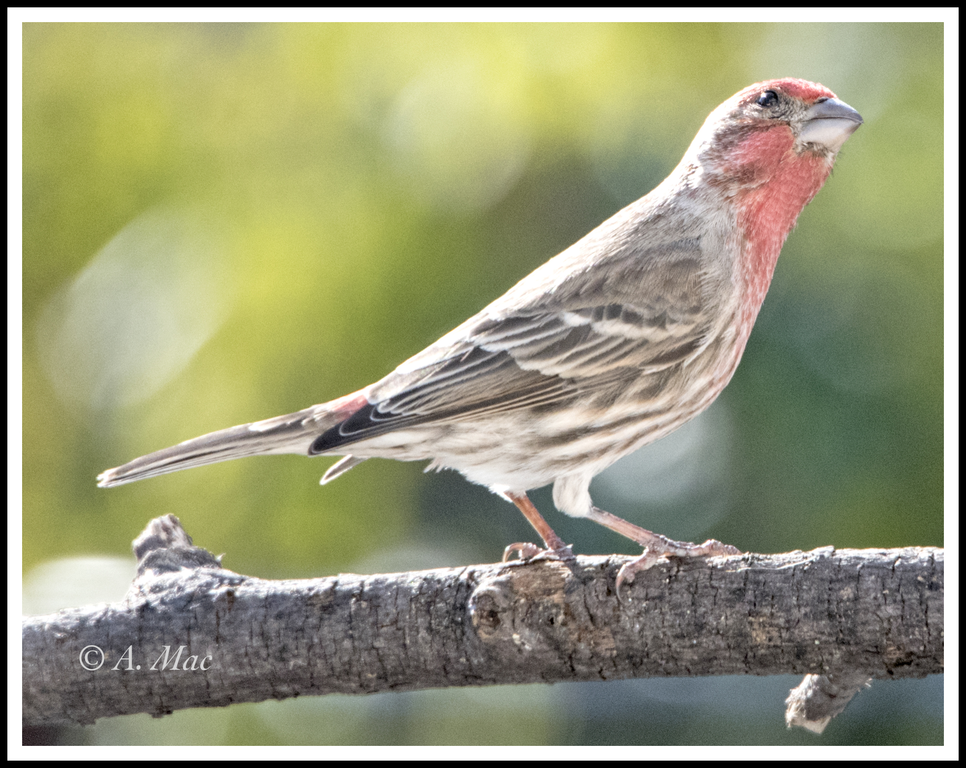 housefinch_16.7AGA0398.jpg