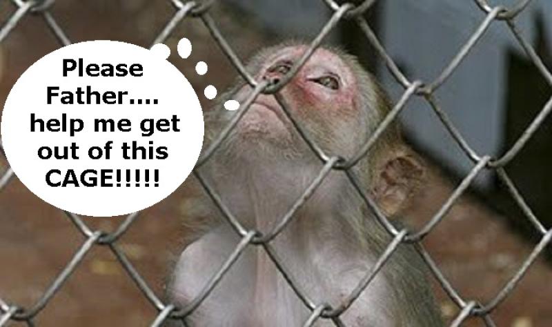 Monkey in a cage.jpg