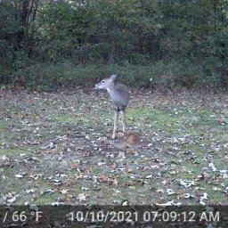 Trail Cam Video - October 8-16, 2021