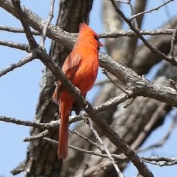 Cardinals Singing - March 20, 2023