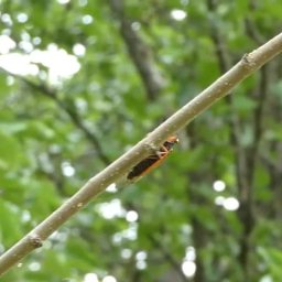 Cicada Brood XIX - May 21, 2024