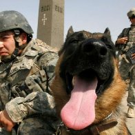 U.S. Army says mishandled war dogs, will comply with call for reform