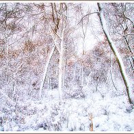 Snow Scenes … Worth Enduring the Low Temperatures, Wind, Slow-going, and, the Effort