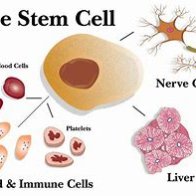 Patients regain sight with experimental stem cell treatment 