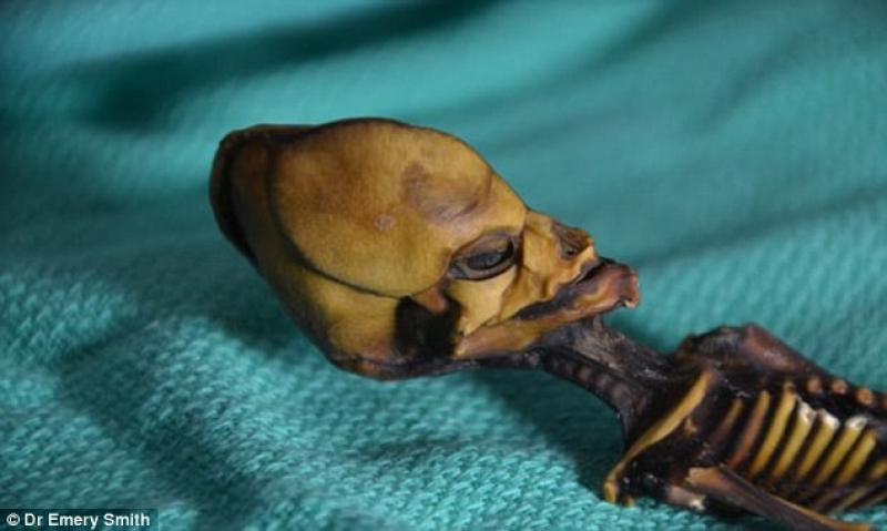 No, It's Not an Alien — Here's What That Tiny, Pointy-Headed Skeleton Really Is