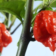 Man in hospital after eating world's hottest chilli